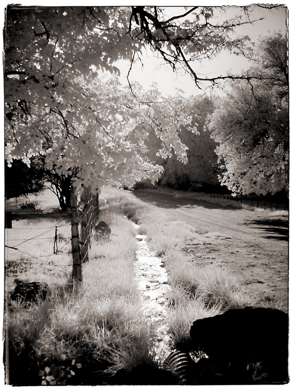Woodland Path Infrared in Gafton Ghost Town, UT � Dave Hickey